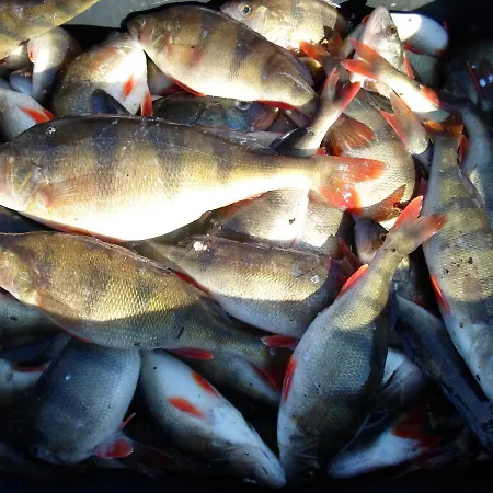 Tihase Puhkemajake Parnu