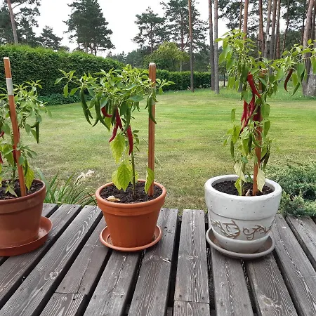 Tihase Puhkemajake *