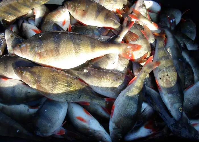 Tihase Puhkemajake Pärnu